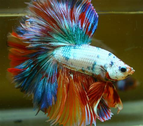 Half Moon Betta Fish Male Or Female