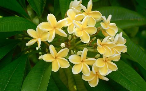 nature frangipani hd wallpaper