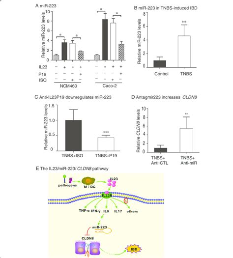 Interaction Among Il23 Mir223 And Cldn8 A Il23 Controls The