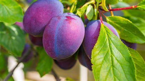 How To Grow A Plum Tree Bunnings Australia