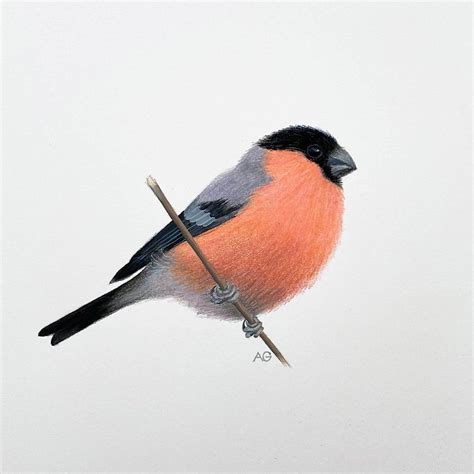 Original Drawing Of A Bullfinch By Artist Amanda Gosse Gouache Painting