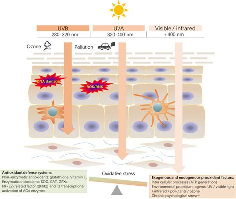 Oxidative Stress In The Skin Impact And Related Protection Chen