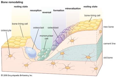 Osteocyte Cell Diagram