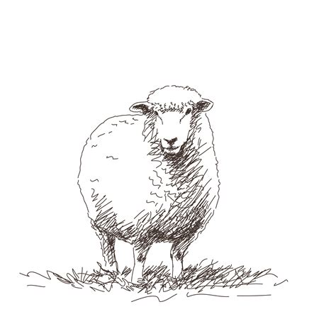 Sheep Art Black And White Drawing Of A Sheep