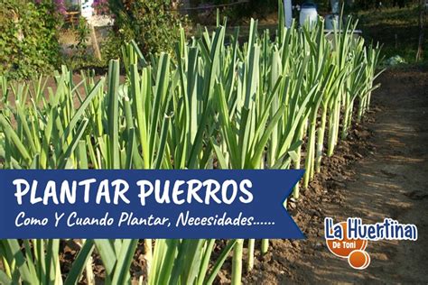 Como Y Cuando Plantar Puerros En El Huerto Ajo Puerro La Huertina