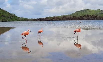 Tour To Cormorant Point And Enderby Islet In Floreana Island