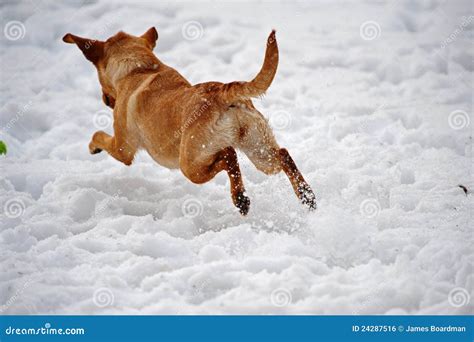 Dog Leaping Away From The Camera In The Snow Royalty Free Stock Image ...