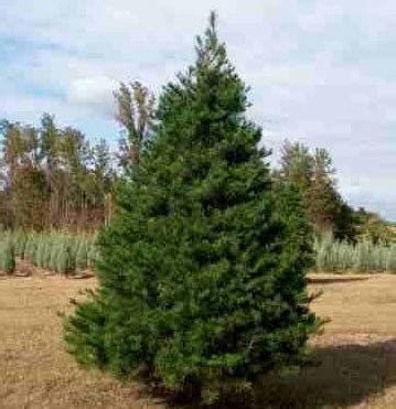 Virginia Pine Christmas Tree