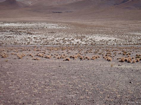 Ecosistema Terrestre Matorral Bajo Tropical Andino De Parastrephia