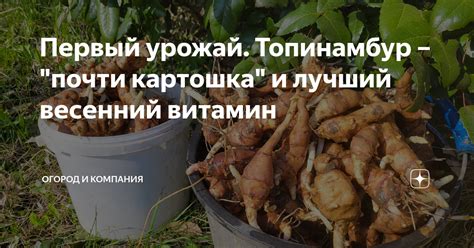 Первый урожай. Топинамбур – "почти картошка" и лучший весенний витамин ...
