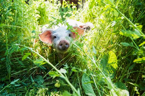 40 Adorable Pig Pictures To Make You Smile Reader S Digest