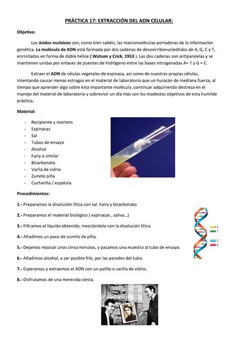 Practica 17 ADN celulá Práctica de extracción de adn PRCTICA 17