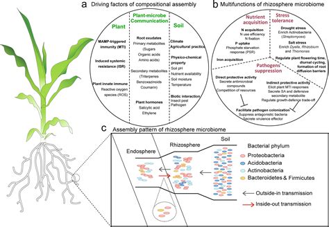 Rhizosphere Microbiome Functional Compensatory Assembly For Plant