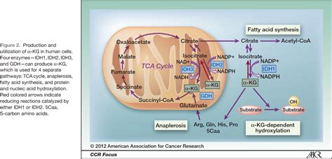 Table 1 from IDH 1 and IDH 2 Mutations in Tumorigenesis : Mechanistic ...