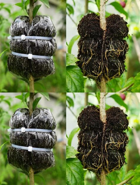 Une méthode efficace et simple pour propager un arbre dhibiscus par