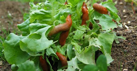 C Mo Elegir El Mejor Producto Contra Caracoles Y Babosas Para Usted