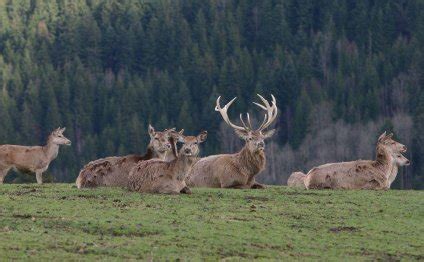 Texas Deer Hunting Ranches / Meat and Jerky in Tye, Texas