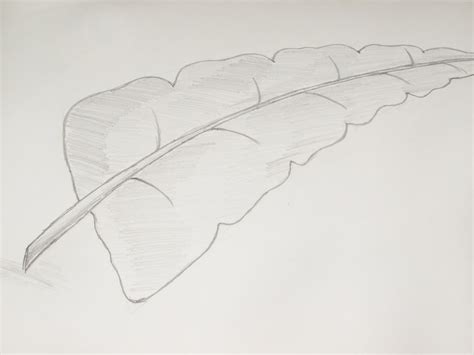 Leaf Drawings In Pencil at PaintingValley.com | Explore collection of Leaf Drawings In Pencil