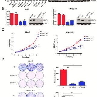 The Effect Of FOXP1 On The Growth Ability Of HCC Cells In Vitro A