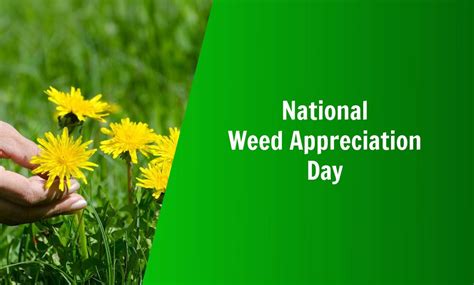 National Weed Appreciation Day | Natures Lawn & Garden