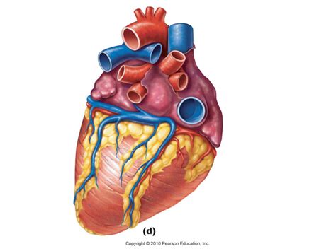 Unlabeled Diagram Of Heart - ClipArt Best