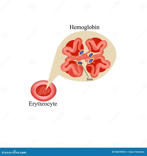 Hemoglobin Within Red Blood Cell Erythrocyte Hemoglobin Infographics