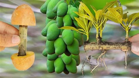 Best Skill Technique Grafting Mango Tree Growing Fast With Aloe Vera