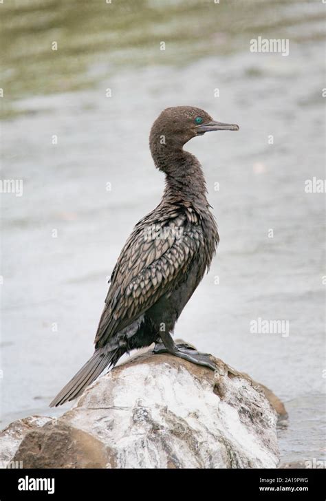 Australian Black Cormorant Hi Res Stock Photography And Images Alamy