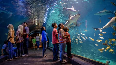 A Guide to Adventure Aquarium | Visit Philadelphia