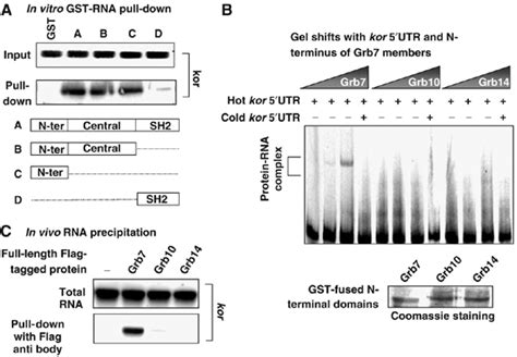 The Adaptor Grb7 Links Netrin‐1 Signaling To Regulation Of Mrna