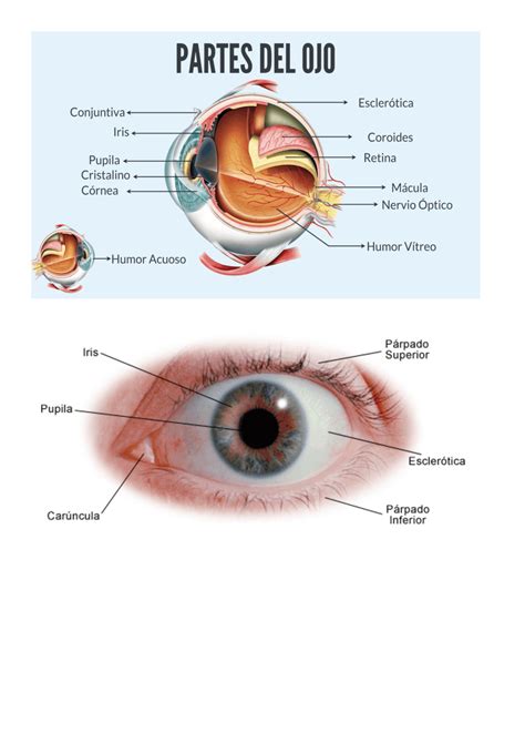 Restricci N Diferente Con Otras Bandas Partes De La Conjuntiva Del Ojo