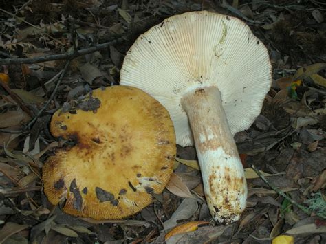 Russula Fragrantissima The Ultimate Mushroom Guide