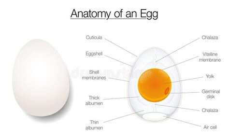 Egg Structure Anatomy Diagram Chart Names Stock Vector - Illustration of fertilization, nutrient ...