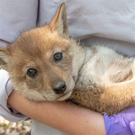 Track Extremely Cute Coyote Pups in the Cook County Forest Preserves ...