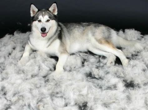 Линька у собак