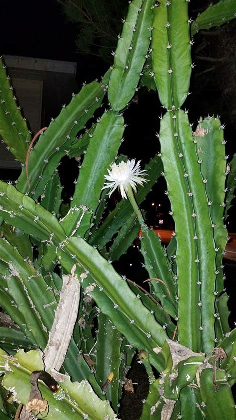 Pin By W B On Cereus Cactus Night Blooming Flower Night Blooming