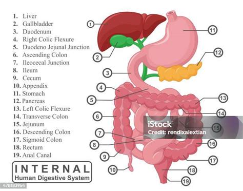 bagian  sistem pencernaan manusia internal ilustrasi stok