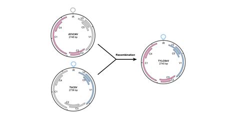 Recombinant Viruses May Gain New Evolution Potential Through Shift Of