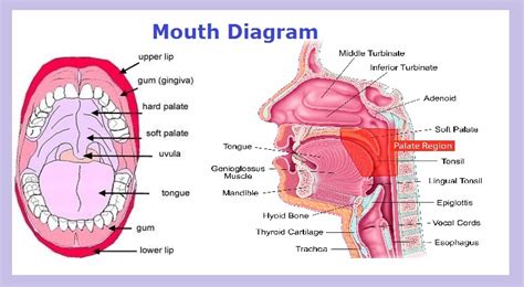 human mouth anatomy charts