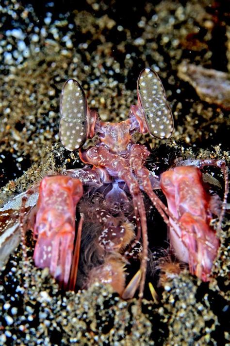 Smashing Mantis Shrimp Stock Photos Free Royalty Free Stock Photos