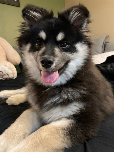 Pomsky Puppies For Sale Hummelstown Pa 352012