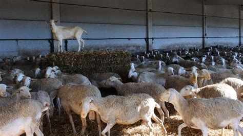 Ganaderos De Ovino De La Provincia Reciben Ayudas Actualidad