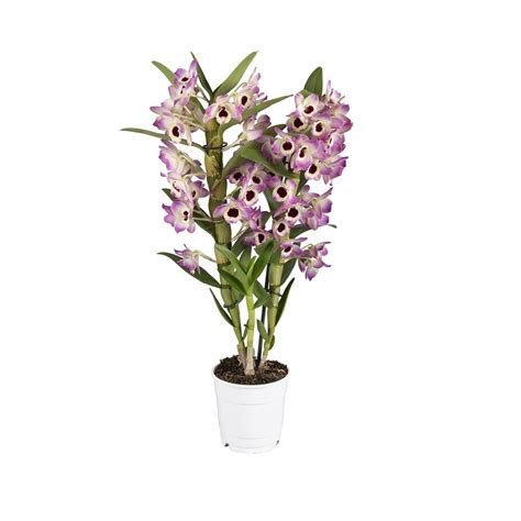 Dendrobium Nobilé kopen 7 exclusieve orchidee soorten