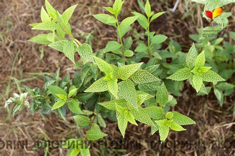 Купить Форзиция корейская Кумсон Forsythia koreana Kumson - в питомнике ...