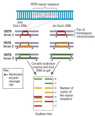 Genetic Markers Key Tools In Modern Genomics Plantlet