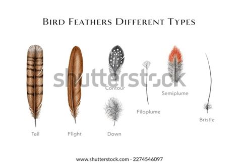 8,450 Types Feathers Bird Images, Stock Photos, 3D objects, & Vectors ...