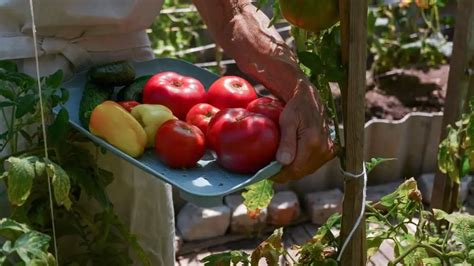 Top 12 Vegetables That Give The Most Generous Yield