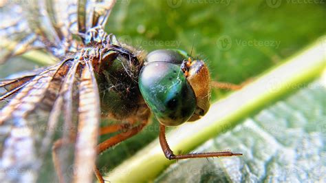 Close-up photo of a dragonfly head. 7149267 Stock Photo at Vecteezy