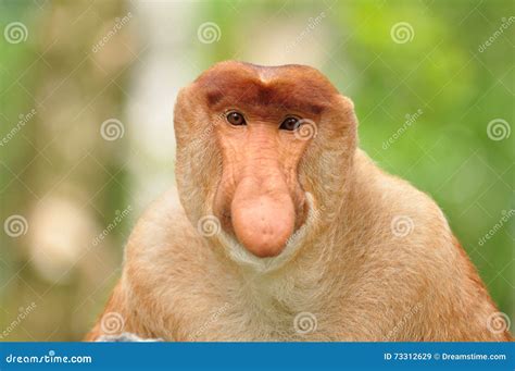 Monkey Bekantan stock image. Image of icon, wildlife - 73312629