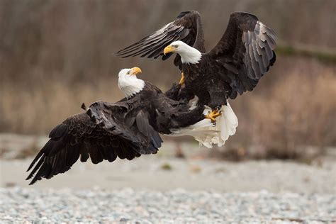 Bald Eagle Young Facts at William Everhart blog
